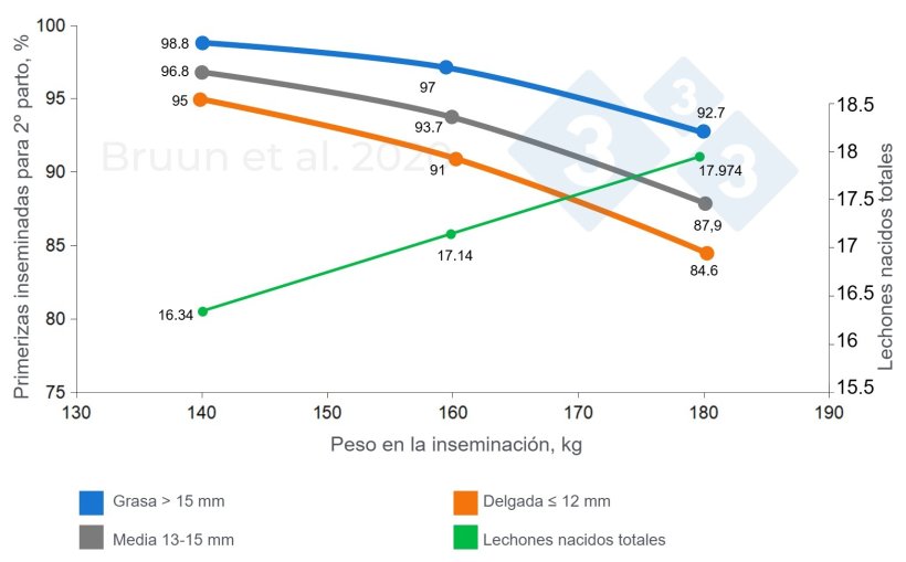 Relación entre el peso y el espesor de grasa dorsal de la primeriza en la primera cubrición y su vida productiva y longevidad. Bruun et al. (2020): Informe de ensayo n.º 1206, SEGES Innovation